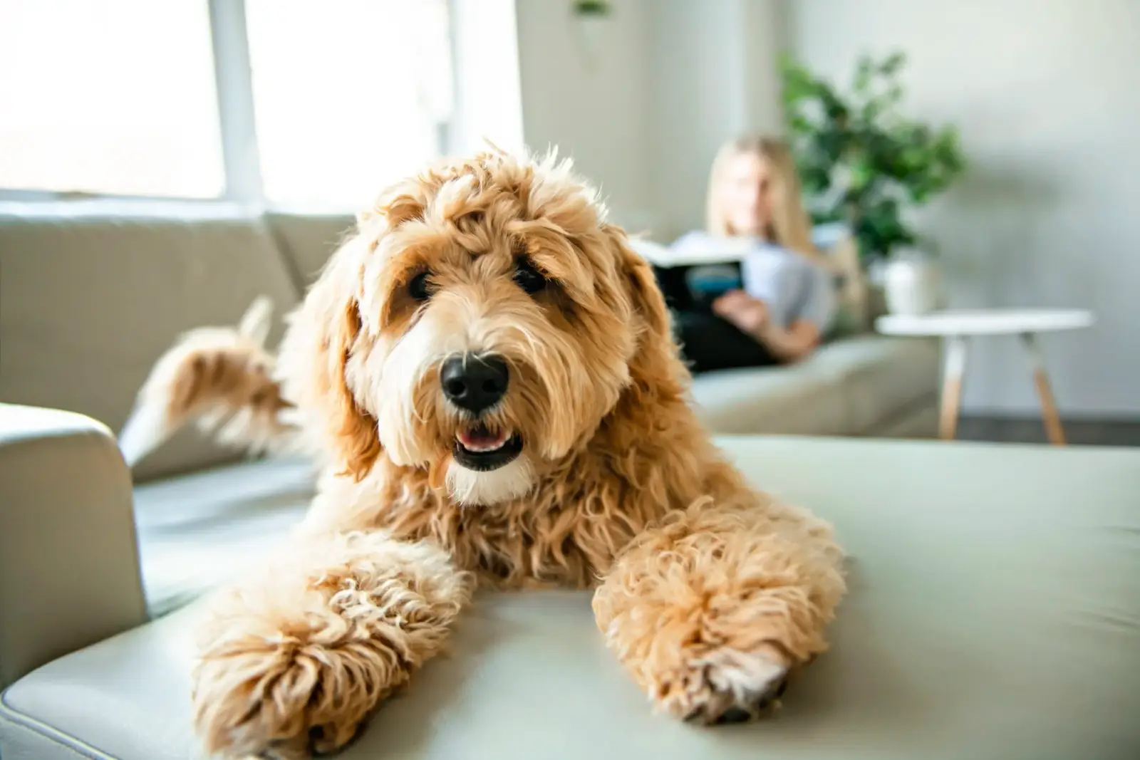 How Often Should You Walk Your Dog in a City Like Chicago?