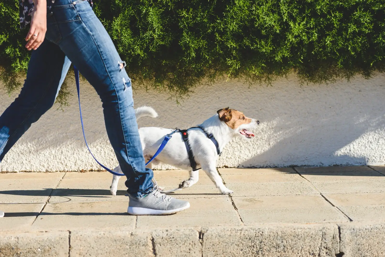 Dog walker walking several dogs in Chicago