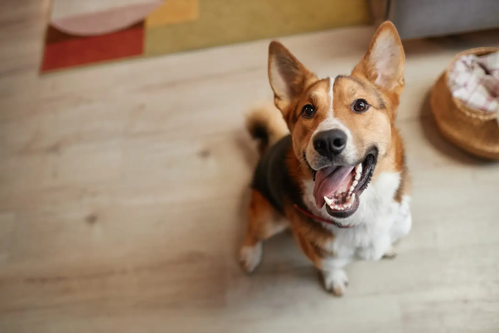 Happy dog on a walk in Chicago