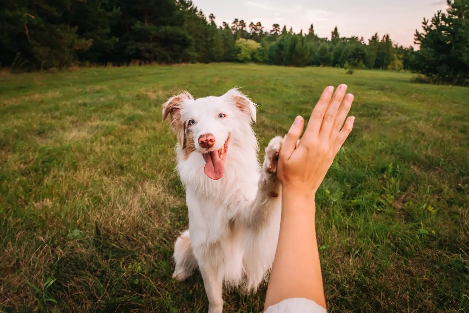 Dog with its owner in Chicago