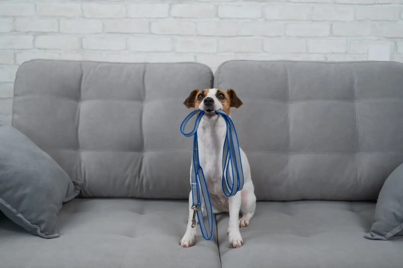 Dog walker in Streeterville, Chicago