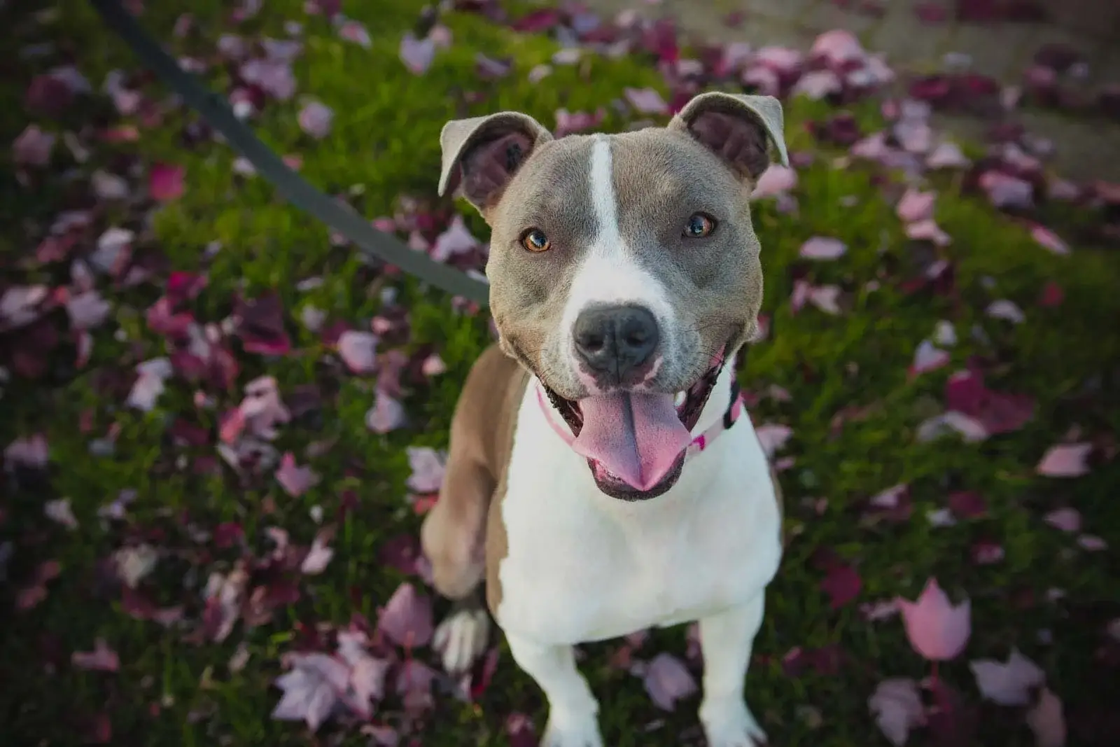 Happy pit bull on a leash looking up at the camera among fallen pink petals
