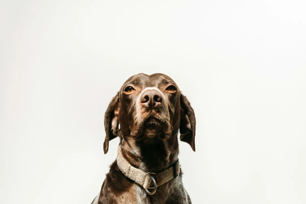 Top Dog Rescue Organizations in Chicago